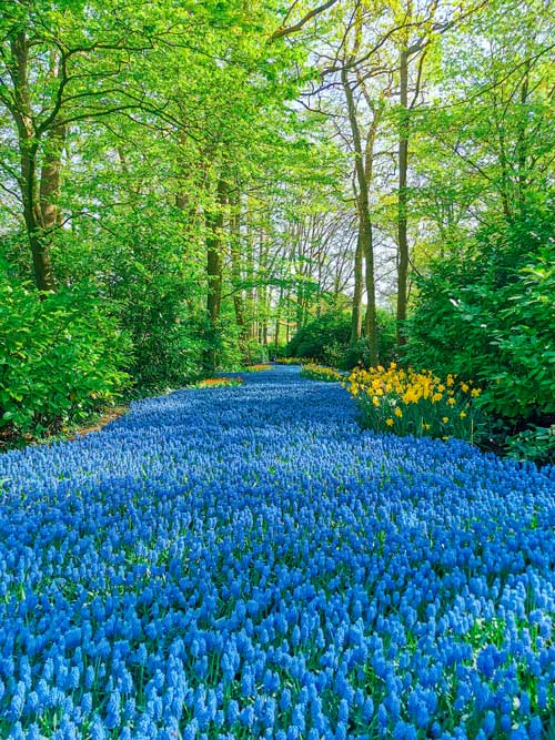Keukenhof, el parque de tulipanes más grande del mundo