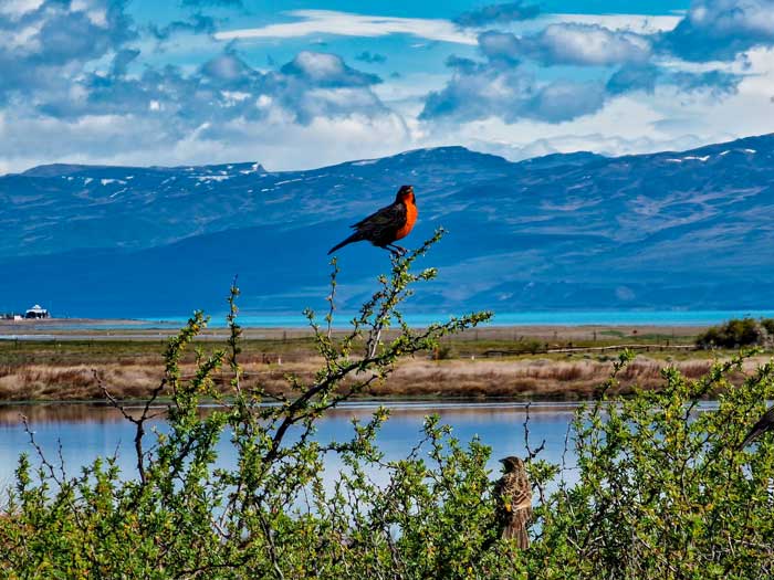 Reserva Laguna Nimez en El Calafate. Que ver en la Patagonia Argentina