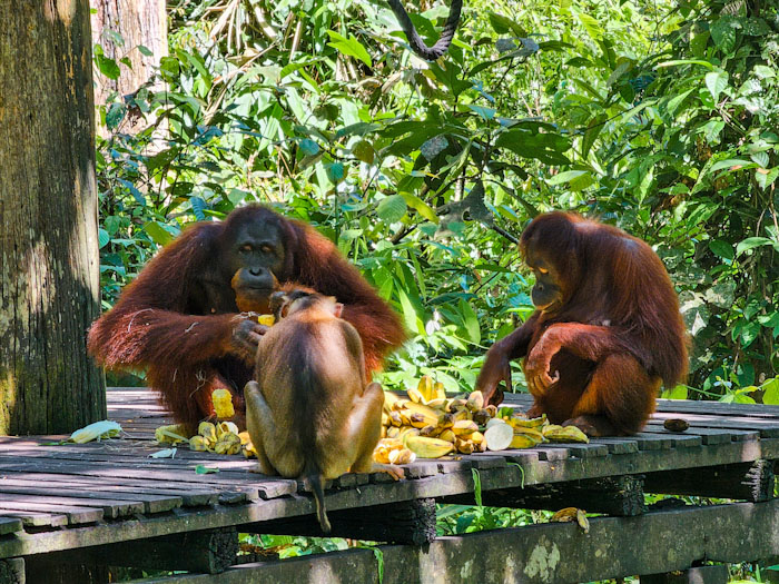 Sepilok Orangutan Center Que ver en Sabah